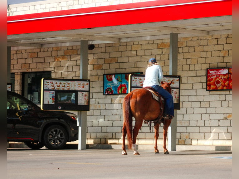 American Quarter Horse Castrone 10 Anni Sauro ciliegia in Stephenville TX