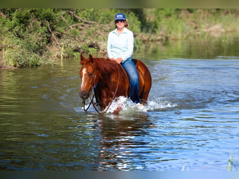 American Quarter Horse Castrone 10 Anni Sauro ciliegia in Stephenville TX