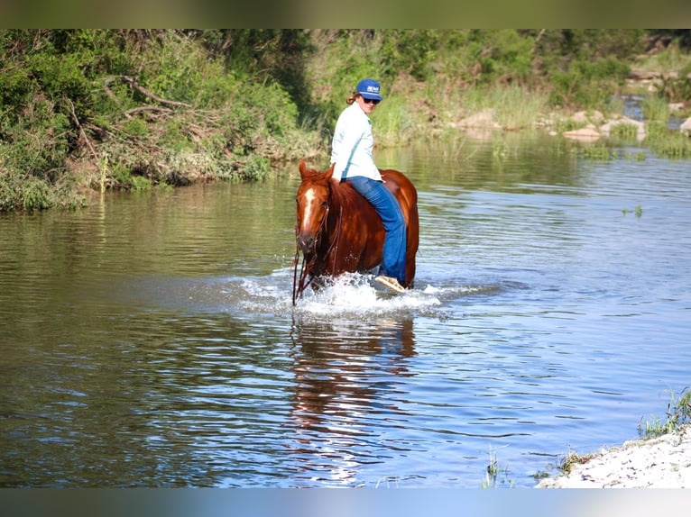 American Quarter Horse Castrone 10 Anni Sauro ciliegia in Stephenville TX