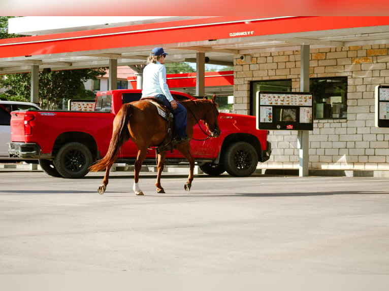 American Quarter Horse Castrone 10 Anni Sauro ciliegia in Stephenville TX