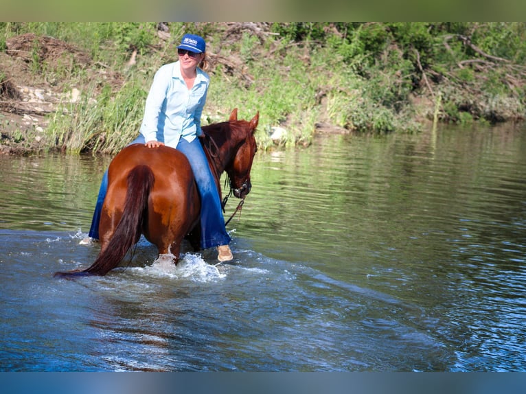 American Quarter Horse Castrone 10 Anni Sauro ciliegia in Stephenville TX