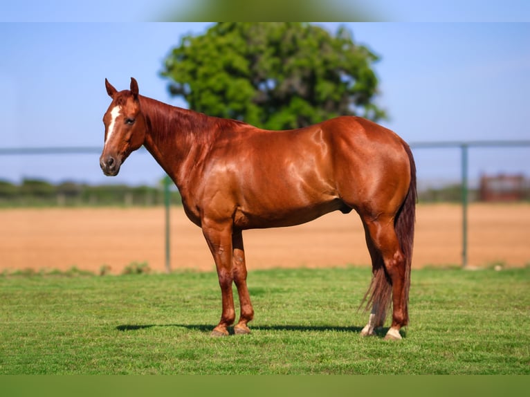 American Quarter Horse Castrone 10 Anni Sauro ciliegia in Stephenville TX