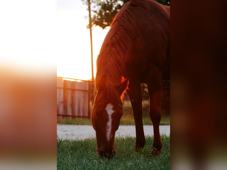 American Quarter Horse Castrone 10 Anni Sauro ciliegia in Stephenville TX