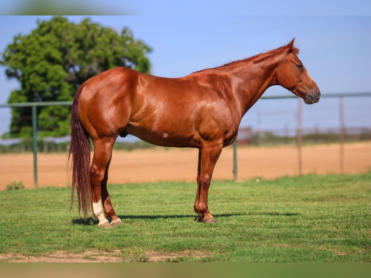 American Quarter Horse Castrone 10 Anni Sauro ciliegia in Stephenville TX