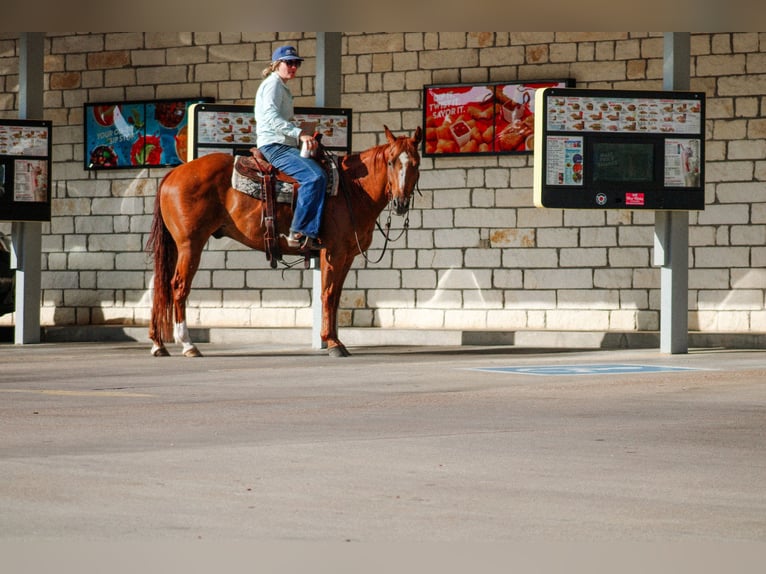 American Quarter Horse Castrone 10 Anni Sauro ciliegia in Stephenville TX