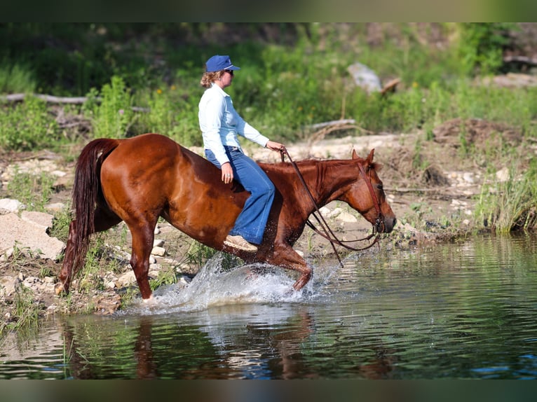 American Quarter Horse Castrone 10 Anni Sauro ciliegia in Stephenville TX