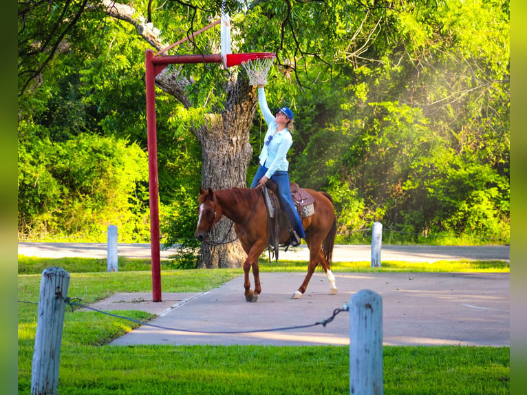 American Quarter Horse Castrone 10 Anni Sauro ciliegia in Stephenville TX