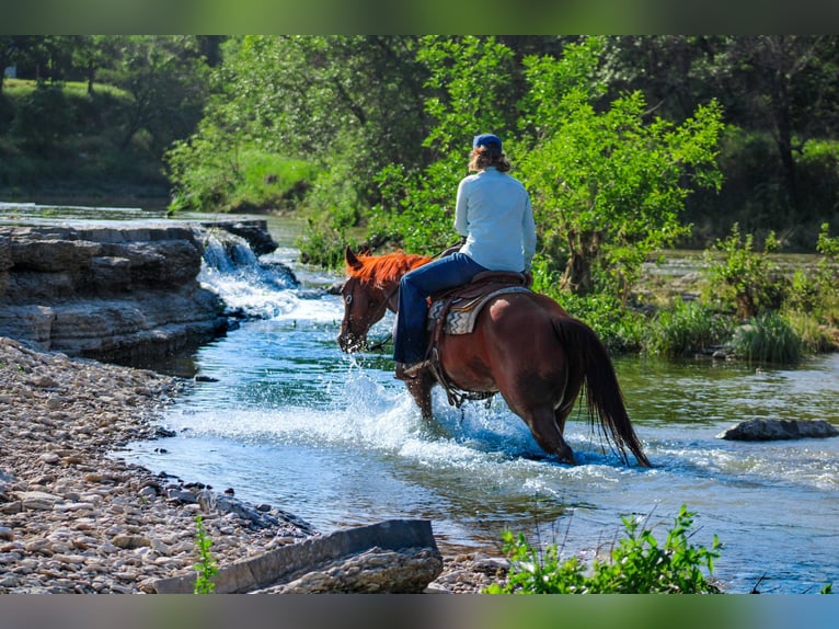 American Quarter Horse Castrone 10 Anni Sauro ciliegia in Stephenville TX