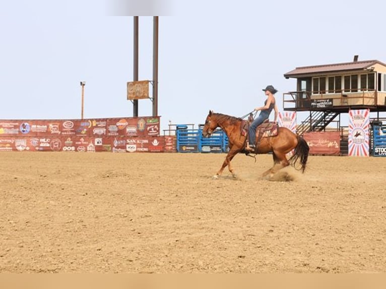 American Quarter Horse Castrone 10 Anni Sauro ciliegia in Ripley