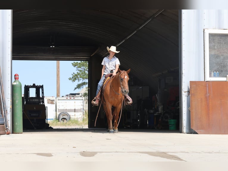 American Quarter Horse Castrone 10 Anni Sauro ciliegia in Ripley