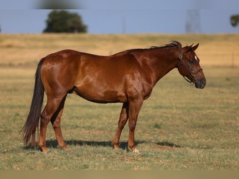 American Quarter Horse Castrone 10 Anni Sauro ciliegia in Ripley