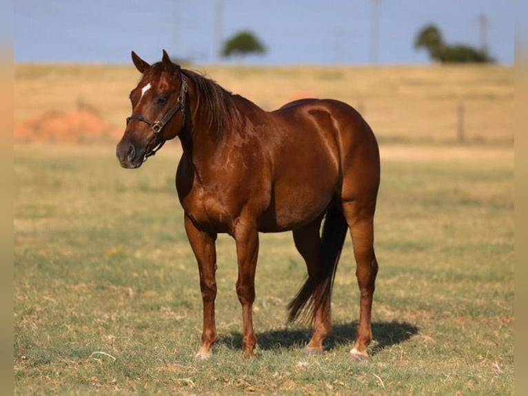 American Quarter Horse Castrone 10 Anni Sauro ciliegia in Ripley