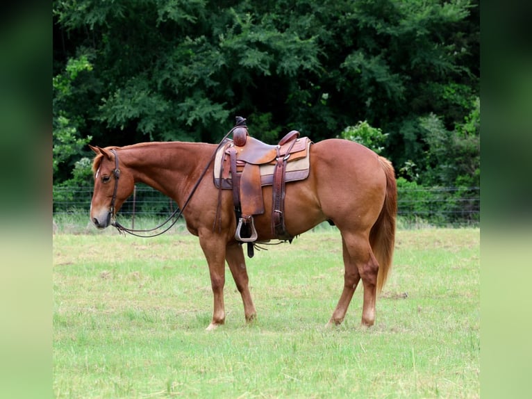 American Quarter Horse Castrone 10 Anni Sauro ciliegia in Mount Vernon