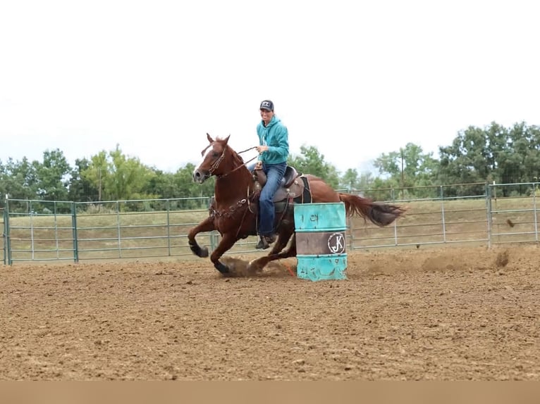 American Quarter Horse Castrone 10 Anni Sauro ciliegia in Palmyra