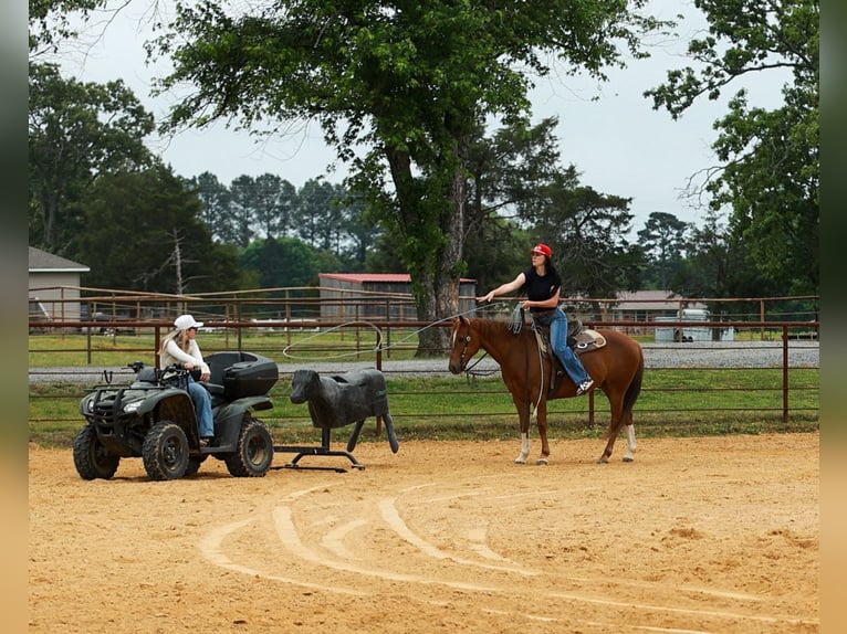 American Quarter Horse Castrone 10 Anni Sauro ciliegia in Quitman