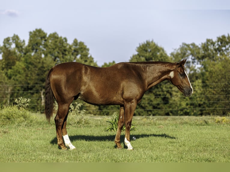 American Quarter Horse Castrone 10 Anni Sauro ciliegia in Quitman
