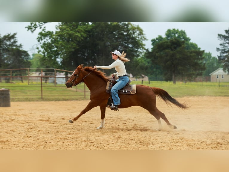 American Quarter Horse Castrone 10 Anni Sauro ciliegia in Quitman