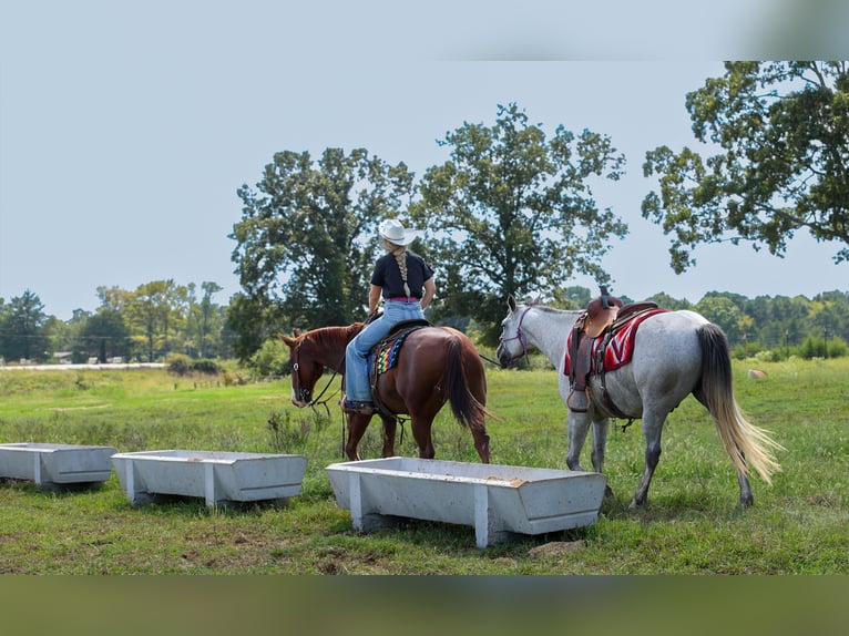 American Quarter Horse Castrone 10 Anni Sauro ciliegia in Quitman