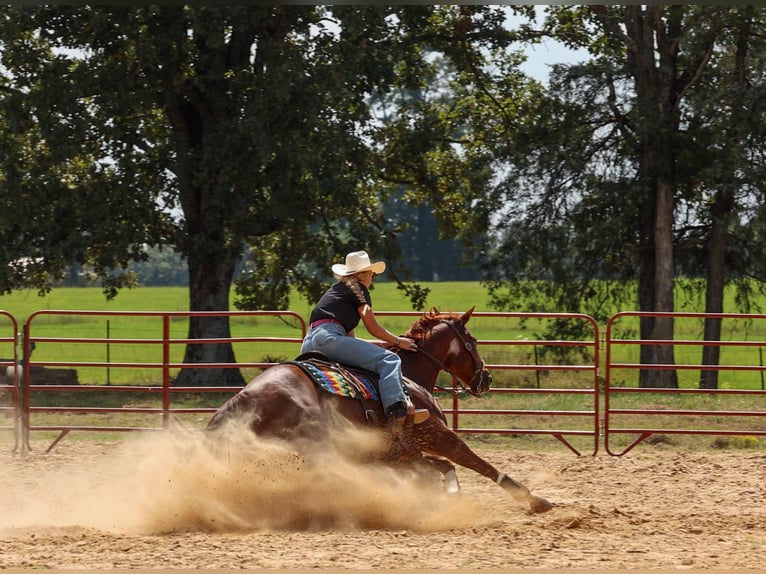 American Quarter Horse Castrone 10 Anni Sauro ciliegia in Quitman