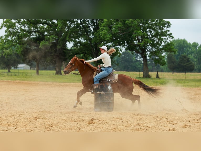 American Quarter Horse Castrone 10 Anni Sauro ciliegia in Quitman