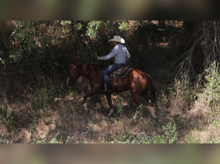 American Quarter Horse Castrone 10 Anni Sauro ciliegia in Weatherford