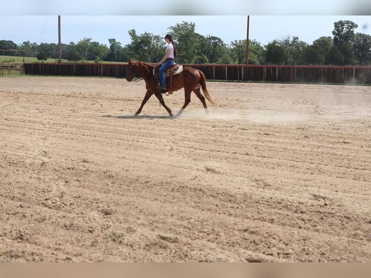 American Quarter Horse Castrone 10 Anni Sauro ciliegia in Grand Saline, TX