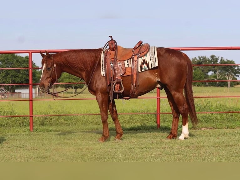 American Quarter Horse Castrone 10 Anni Sauro ciliegia in Grand Saline, TX