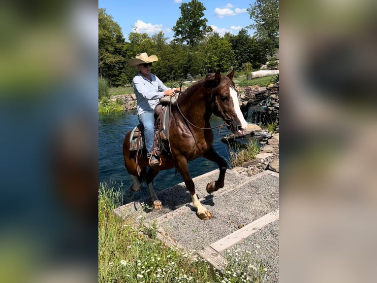 American Quarter Horse Castrone 10 Anni Sauro ciliegia in Everett PA