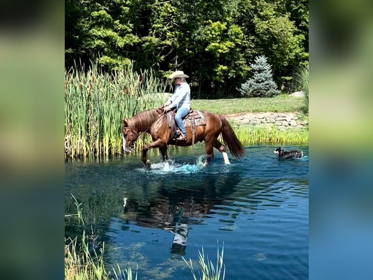 American Quarter Horse Castrone 10 Anni Sauro ciliegia in Everett PA