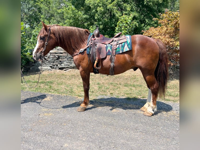 American Quarter Horse Castrone 10 Anni Sauro ciliegia in Everett PA