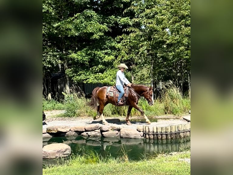 American Quarter Horse Castrone 10 Anni Sauro ciliegia in Everett PA