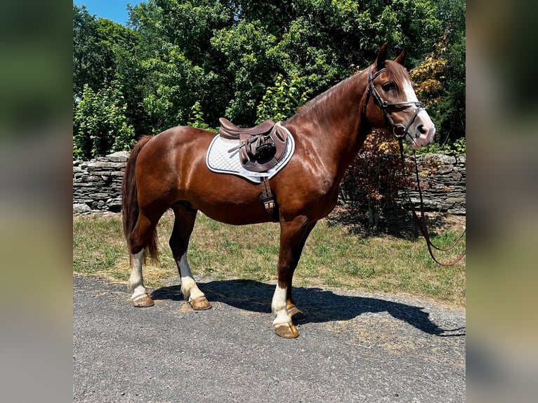 American Quarter Horse Castrone 10 Anni Sauro ciliegia in Everett PA