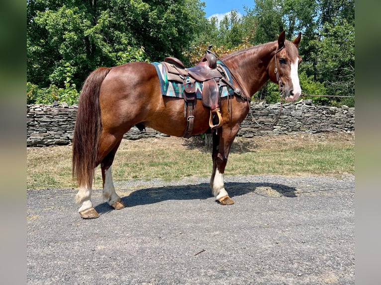 American Quarter Horse Castrone 10 Anni Sauro ciliegia in Everett PA