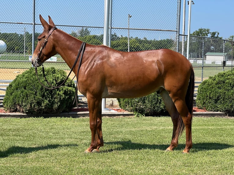 American Quarter Horse Castrone 10 Anni Sauro ciliegia in zearing IA