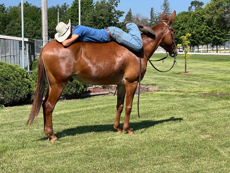 American Quarter Horse Castrone 10 Anni Sauro ciliegia in zearing IA