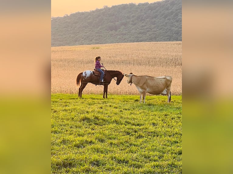 American Quarter Horse Castrone 10 Anni Sauro scuro in Millersburg PA