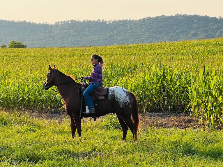 American Quarter Horse Castrone 10 Anni Sauro scuro in Millersburg PA