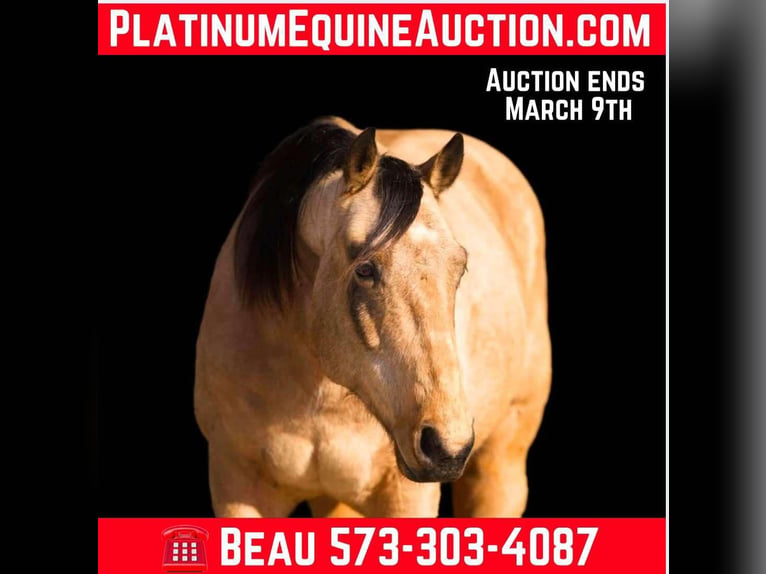 American Quarter Horse Castrone 10 Anni Sauro scuro in Paicines CA