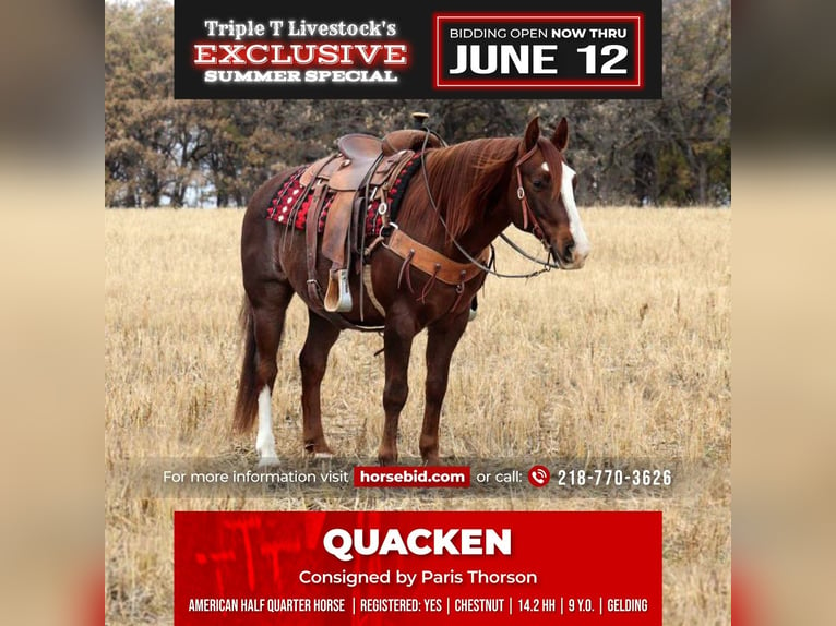 American Quarter Horse Mix Castrone 10 Anni Sauro scuro in Buffalo, WY