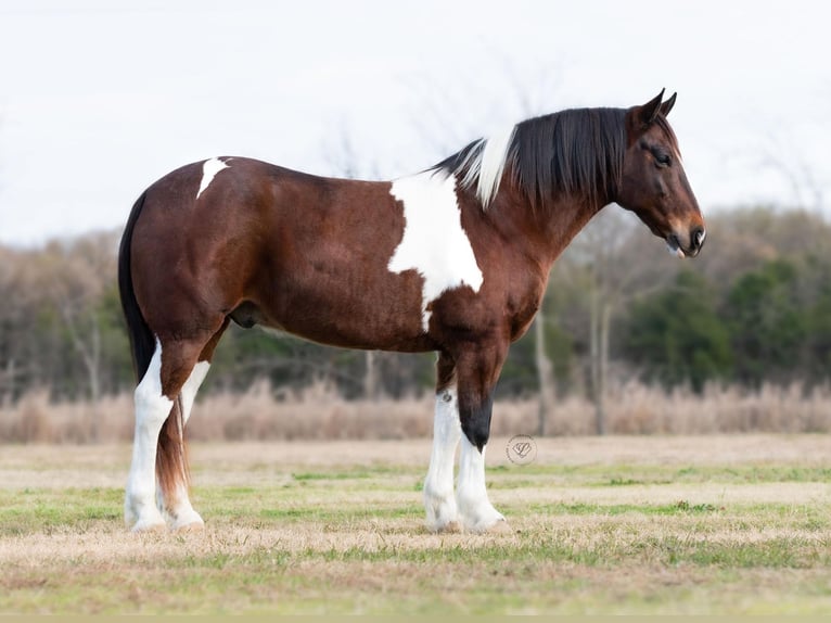 American Quarter Horse Castrone 10 Anni Tobiano-tutti i colori in Ravenna TX