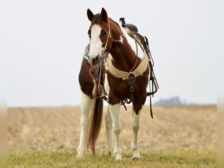 American Quarter Horse Castrone 10 Anni Tobiano-tutti i colori in Jamestown KY