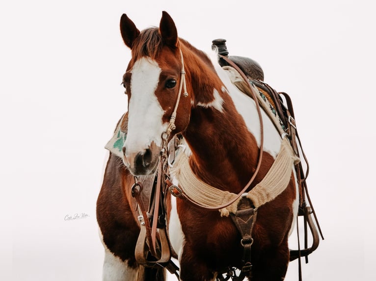 American Quarter Horse Castrone 10 Anni Tobiano-tutti i colori in Jamestown KY