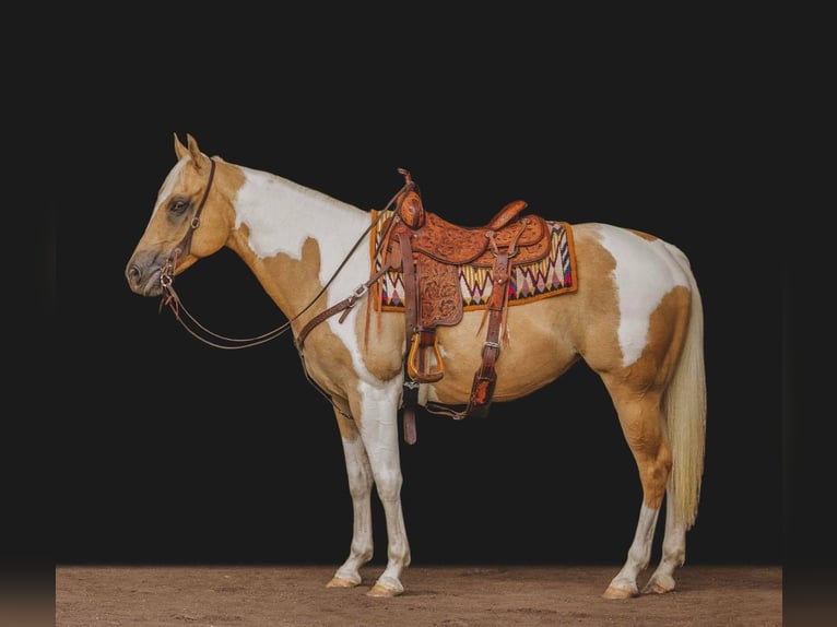 American Quarter Horse Castrone 10 Anni Tobiano-tutti i colori in Everett PA