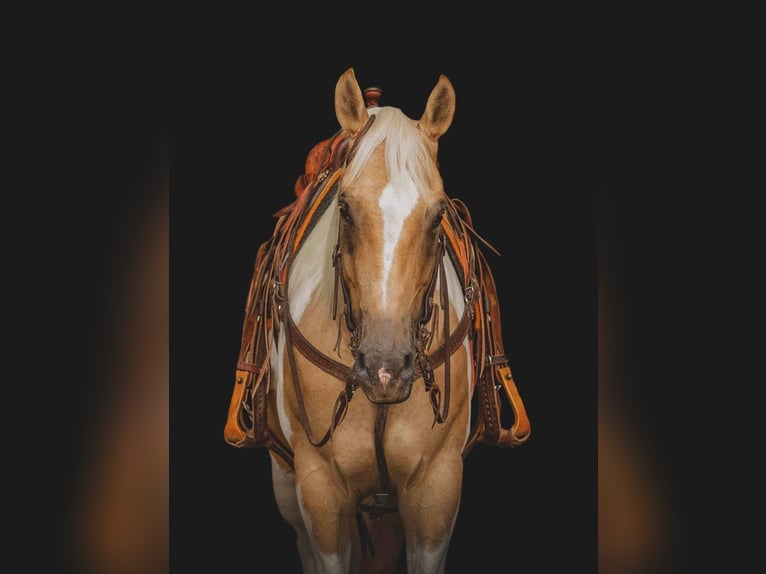 American Quarter Horse Castrone 10 Anni Tobiano-tutti i colori in Everett PA
