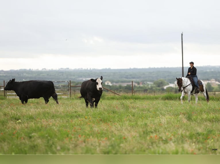 American Quarter Horse Castrone 10 Anni Tobiano-tutti i colori in Granbury TX