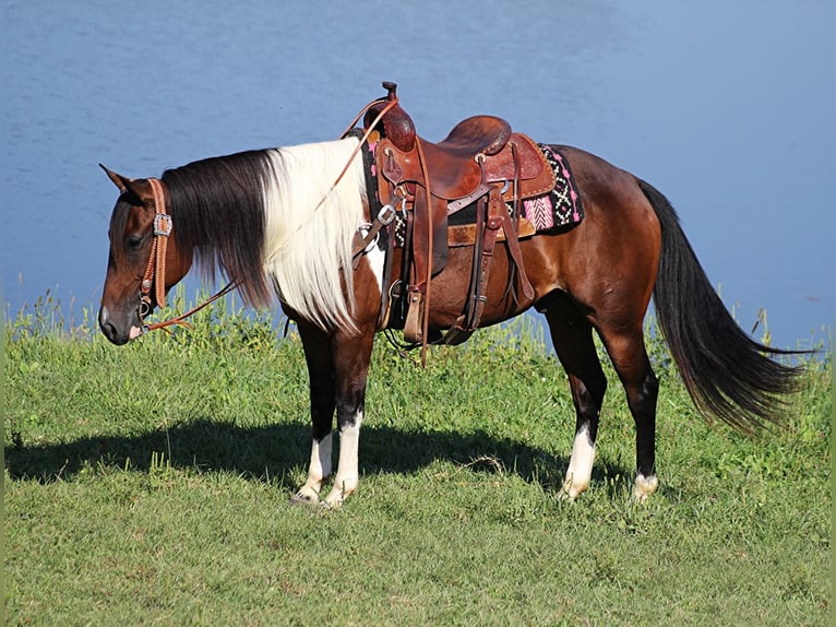 American Quarter Horse Castrone 10 Anni Tobiano-tutti i colori in Whitley City KY