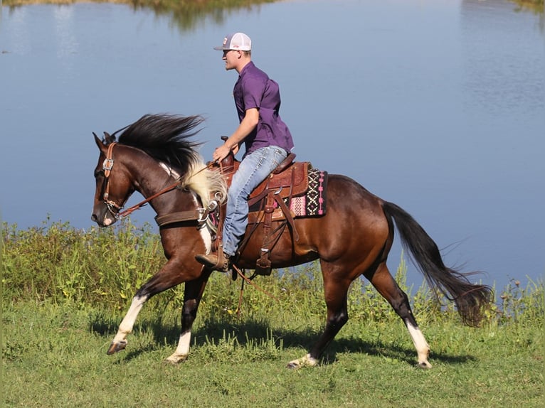 American Quarter Horse Castrone 10 Anni Tobiano-tutti i colori in Whitley City KY