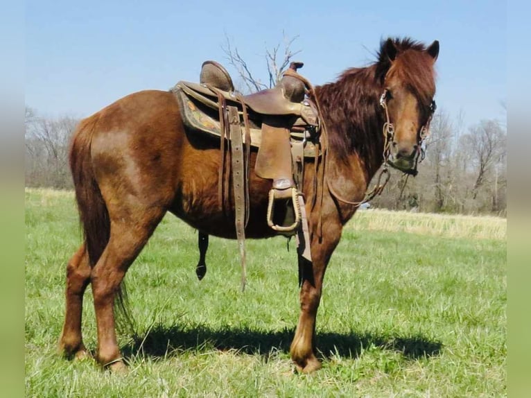 American Quarter Horse Castrone 11 Anni 114 cm Sauro scuro in Brownstown IL