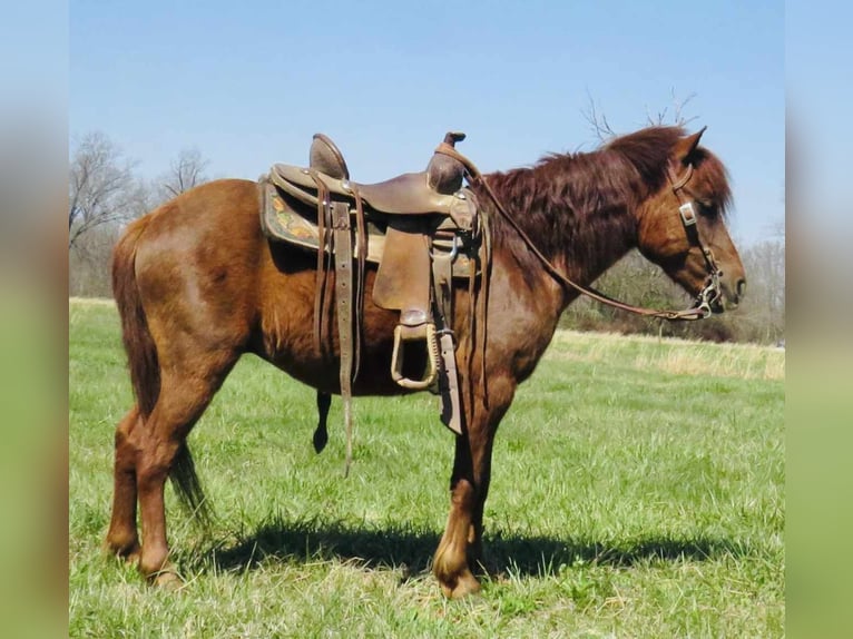 American Quarter Horse Castrone 11 Anni 114 cm Sauro scuro in Brownstown IL