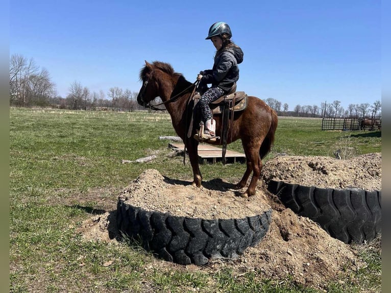 American Quarter Horse Castrone 11 Anni 114 cm Sauro scuro in Brownstown IL